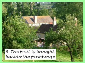 The fruit is brought back to the farmhouse