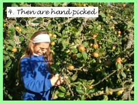 Apples are hand picked